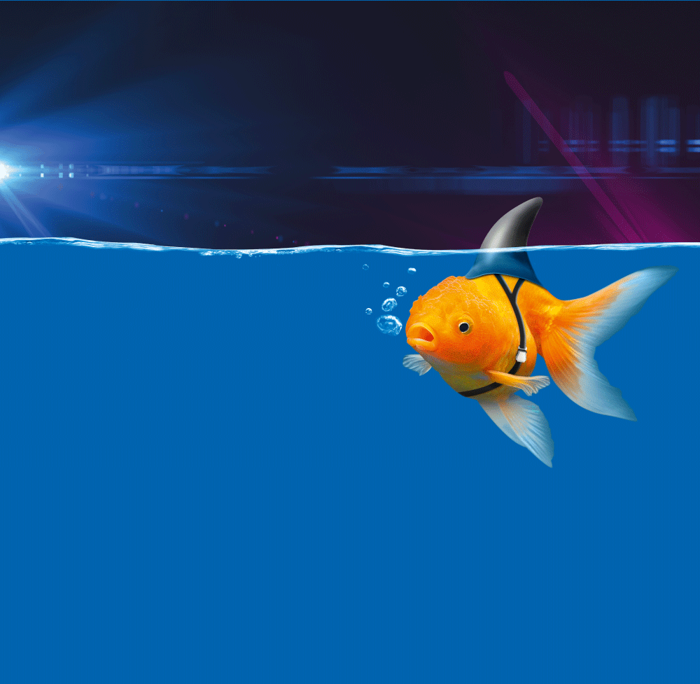 Ein Goldfisch hat eine Haifischflosse, wie ein Partyhütchen, umgeschnallt und schwimmt in blauem Wasser.